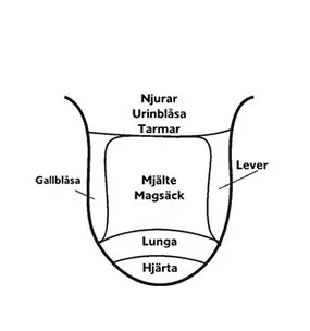 Tungdiagnostik – schematisk bild över organ